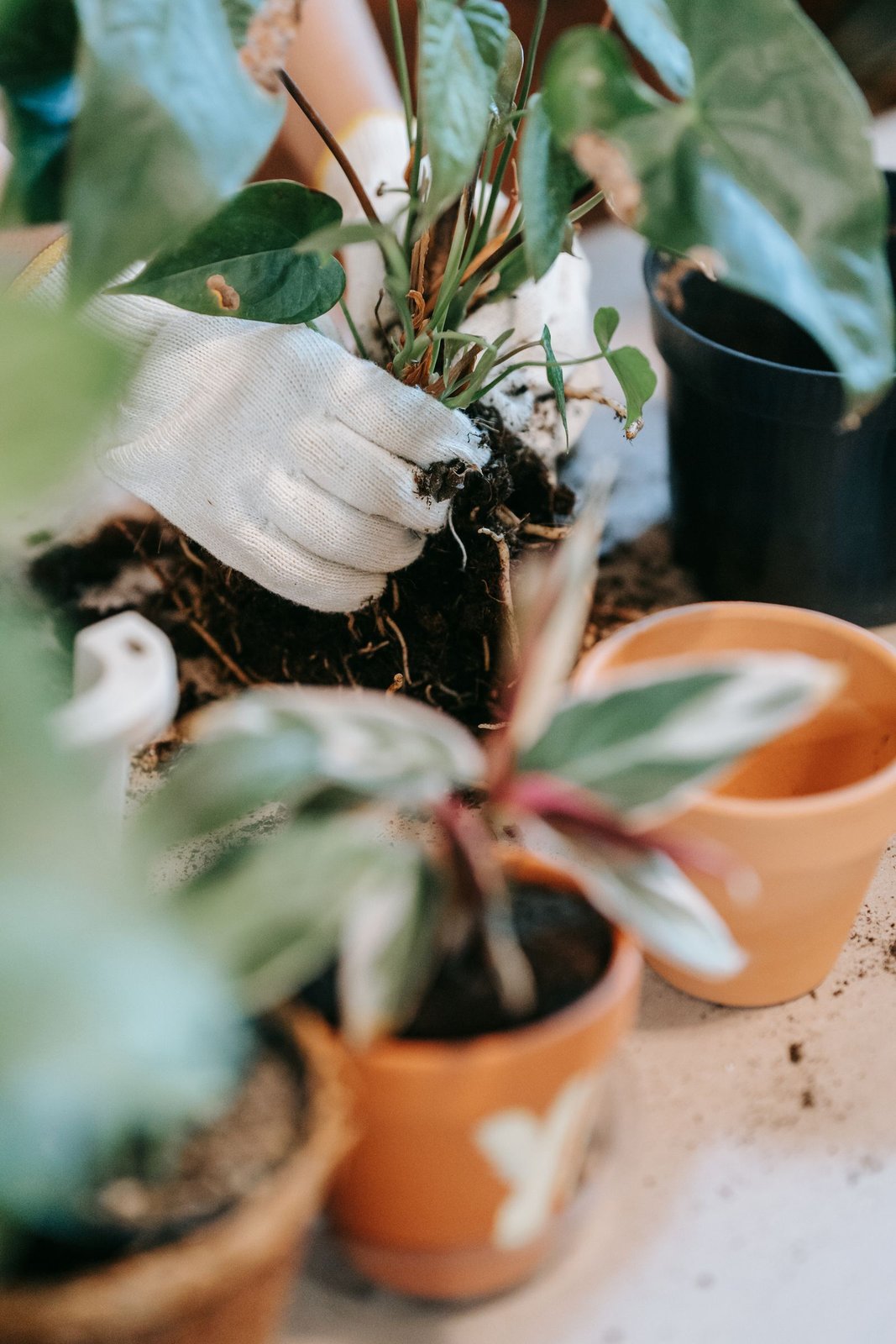 Gloved hands lifting the exposed roots of a leafy houseplant above terracotta pots and soil.