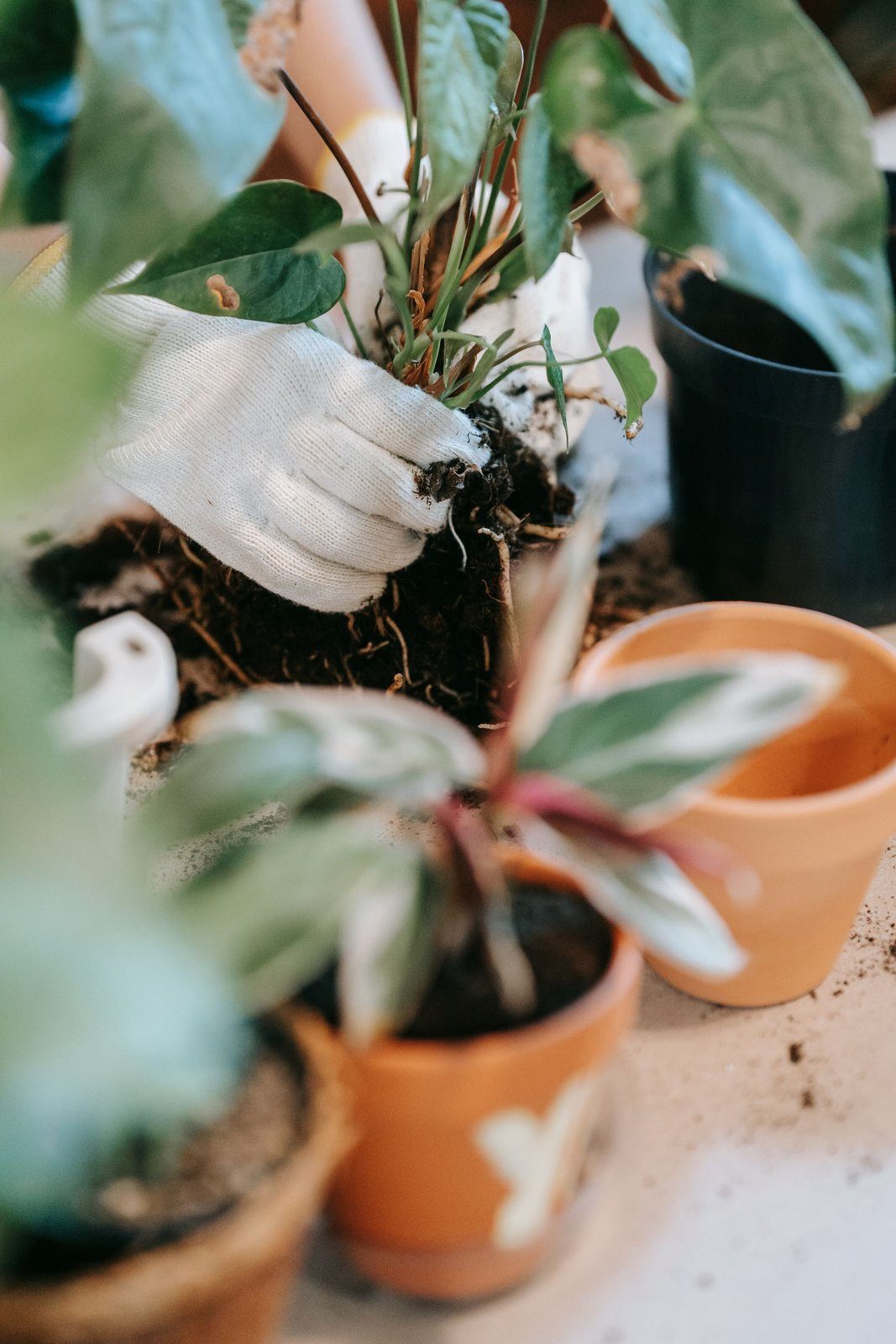 Terracotta pots and a leafy houseplant being potted.